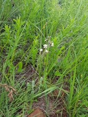 Zaluzianskya elongata