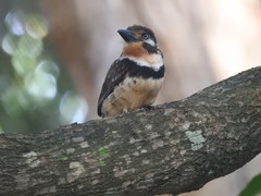 Hypnelus ruficollis