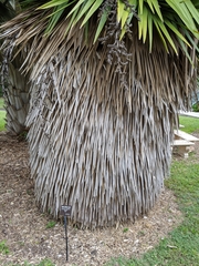 Copernicia macroglossa