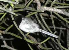 Copsychus albospecularis