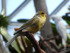 Serinus
