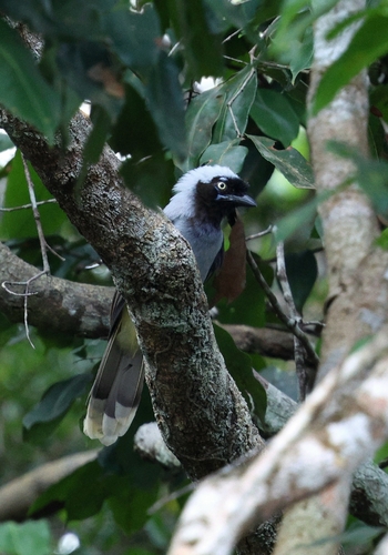 Azure-naped Jay