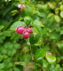 Symphoricarpos × chenaultii