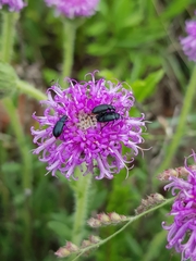 Gastrida abdominalis