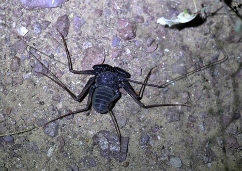 Arizona Tailless Whip Scorpion photo 5