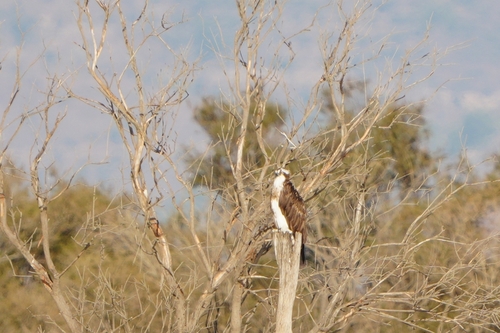 Avistamiento Águila pescadora (Marismas Tinto-Odiel)