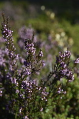 Calluna vulgaris