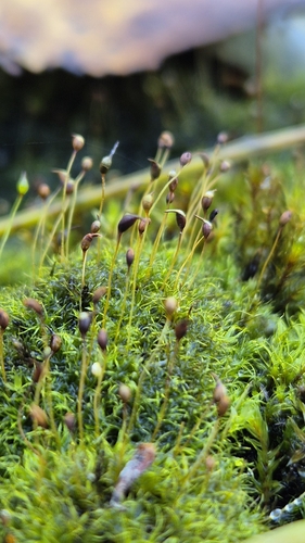 Dicranella cerviculata observed 2025-10-25