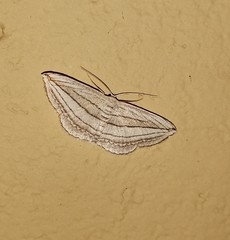 Scopula opicata