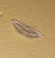 Scopula opicata