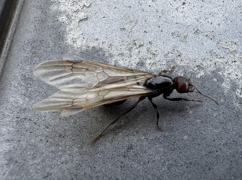 Barbary Harvester Ant, Lagameças, Portugal, photo 8 of 10