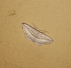 Scopula opicata