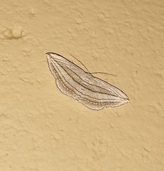 Scopula opicata