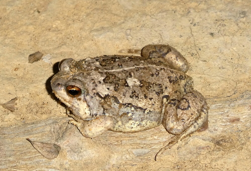 Brown Rain Frog