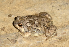 Brown Rain Frog photo 2