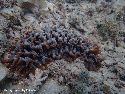 Pineapple Sea Cucumber
