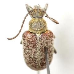 Comacmaeops brunnea