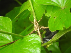 Xyleus discoideus rosulentus