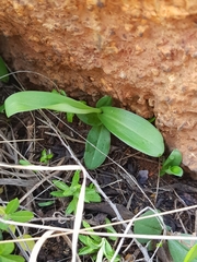 Habenaria barbertoni