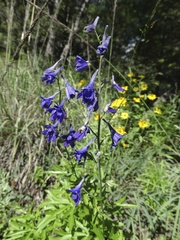Delphinium andesicola