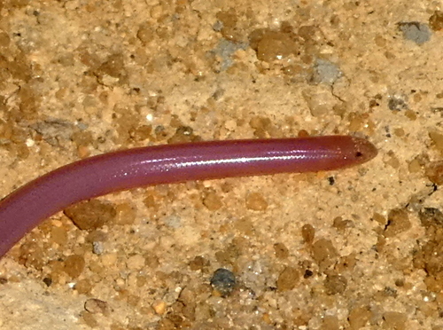 Photo of a Sand Worm Snake (arenarius) (Madatyphlops arenarius)