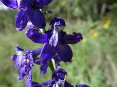 Delphinium andesicola