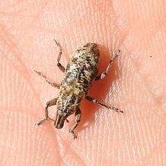 Cyphocleonus dealbatus
