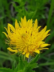 Berkheya seminivea