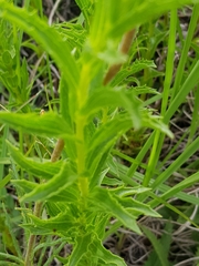 Berkheya seminivea