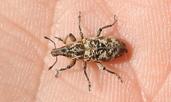 Cyphocleonus dealbatus