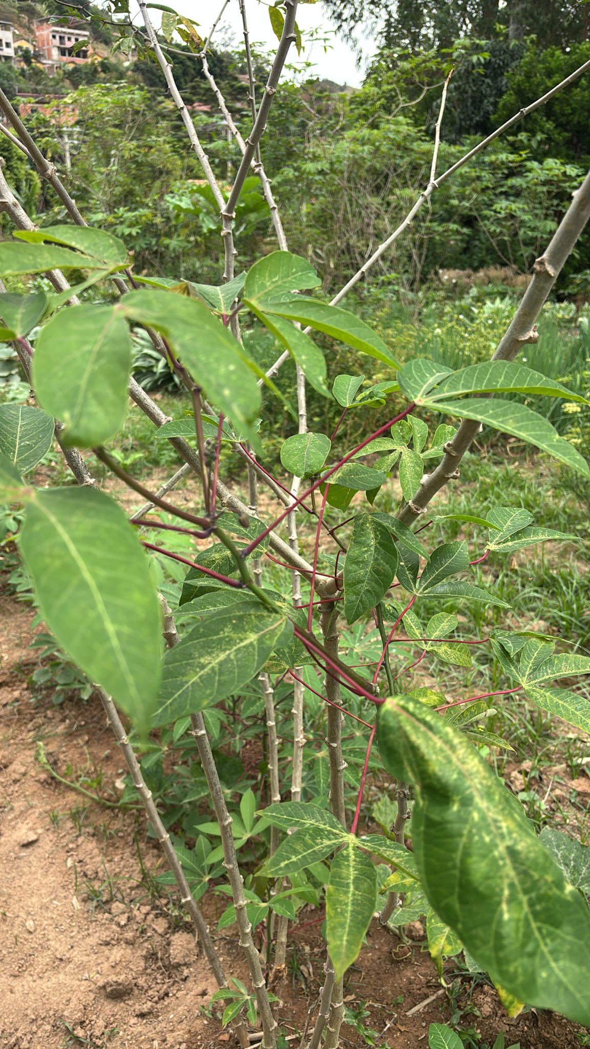 Manihot esculenta