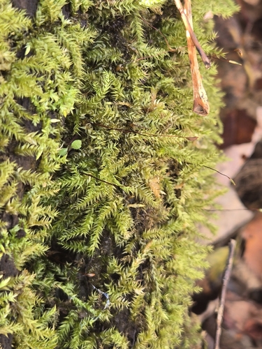 Streamside Leptodictyum Moss (Leptodictyum riparium)
