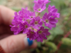 Abronia gracilis