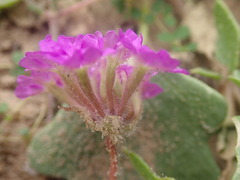 Abronia gracilis