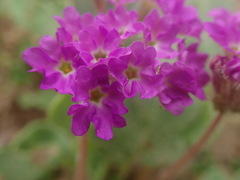 Abronia gracilis