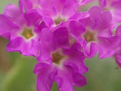 Abronia gracilis