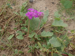 Abronia gracilis