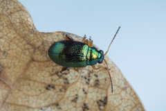 Crepidodera fulvicornis