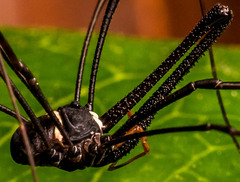 Pantopsalis phocator