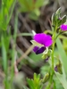 Polygala uncinata - Photo (c) Richard Gill, some rights reserved (CC BY-NC), uploaded by Richard Gill