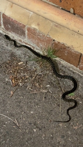 Diamond Python sighting