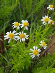 Afroaster peglerae