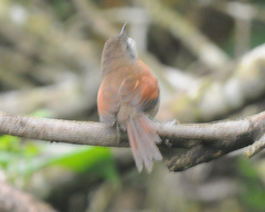 Synallaxis erythrothorax