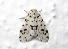 Aemene clarimaculata