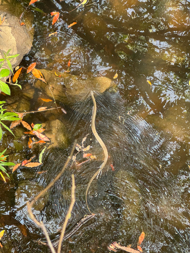 Common keelback sighting