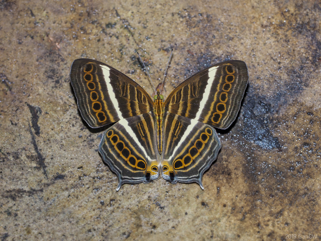 Cyrestis strigata