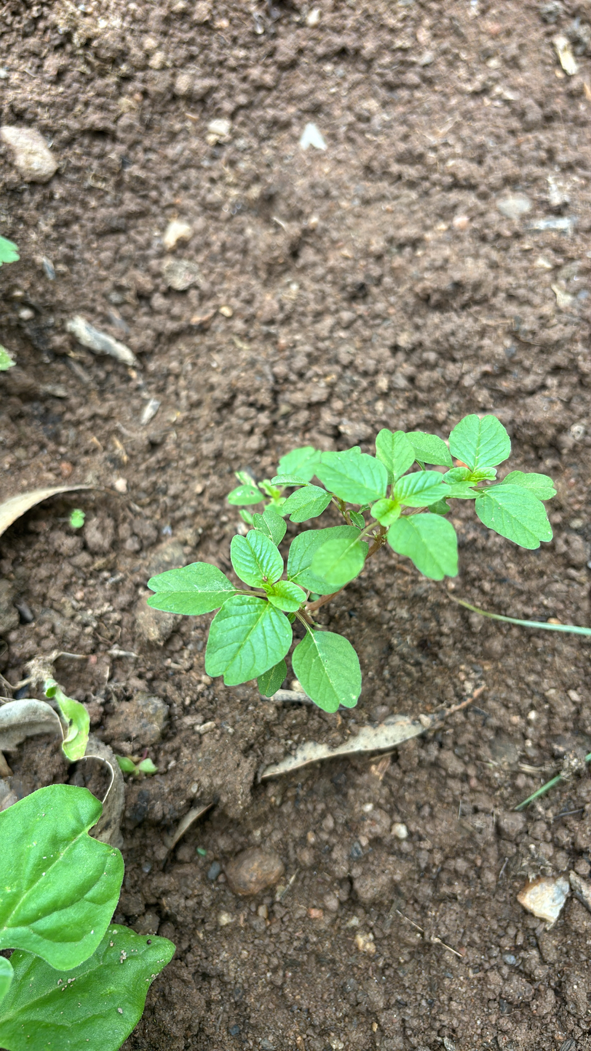 Amaranthus blitum