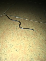 Atractus meridensis