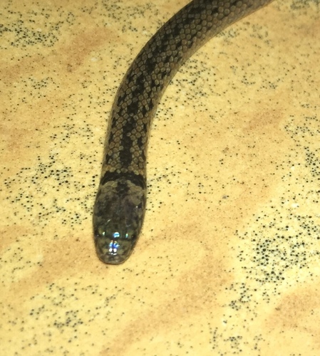 Atractus meridensis
