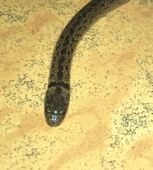Atractus meridensis
